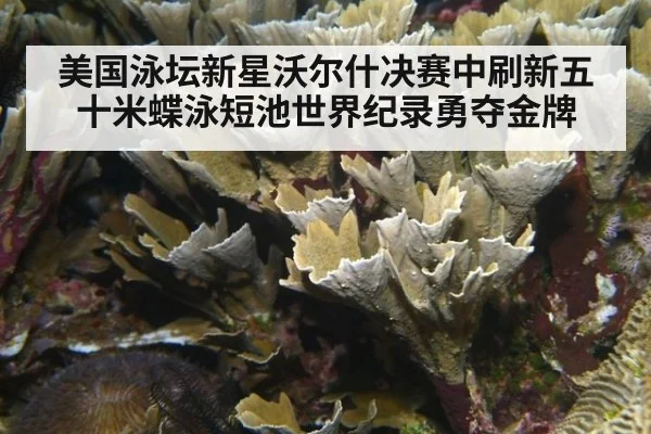 美国泳坛新星沃尔什决赛中刷新五十米蝶泳短池世界纪录勇夺金牌